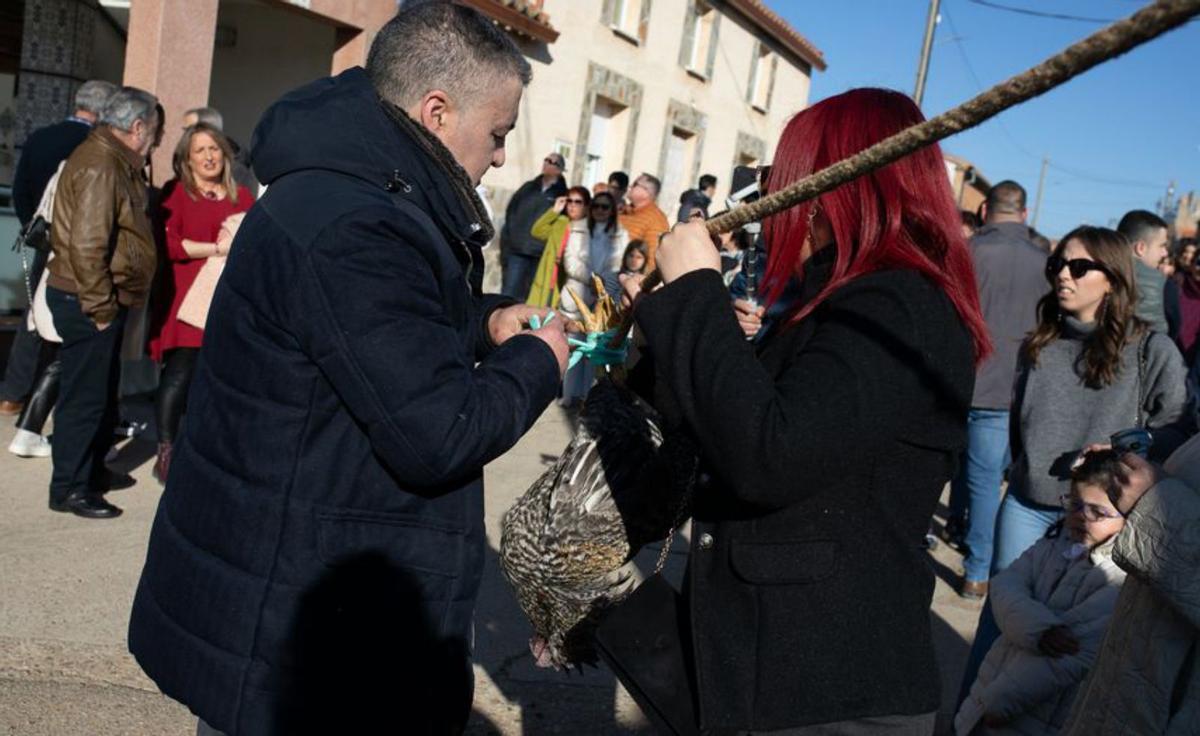 De Venezuela y Andalucía a correr el gallo en El Pego