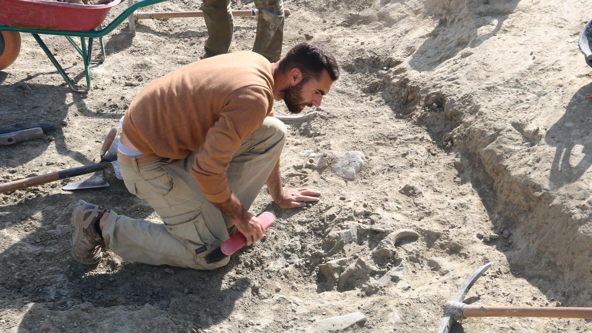 Un arqueòleg excavant un dels cranis d'animal localitzats a Vilauba.