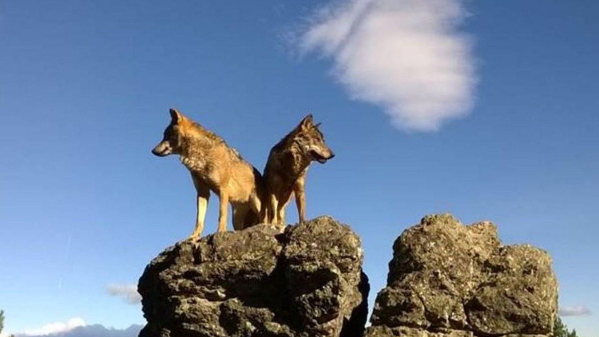 Lobos ibéricos sobre una roca. | E. P.