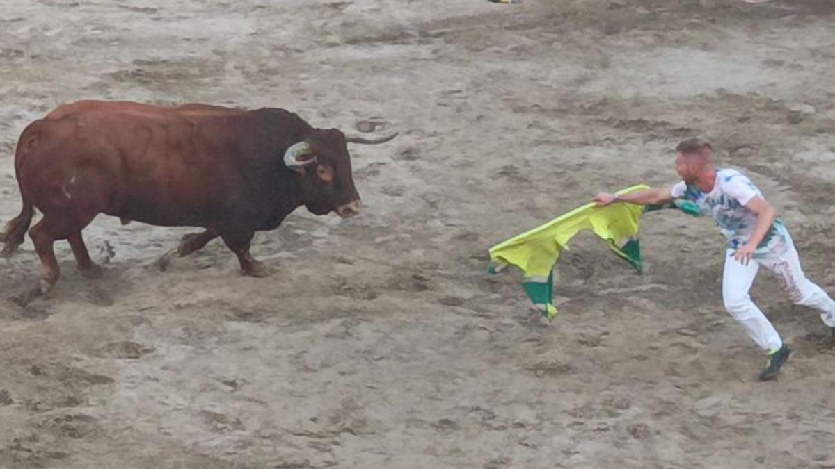 Un ‘rodaor’ reta a uno de los toros en la primera tarde de ‘bous’ en Moncofa.