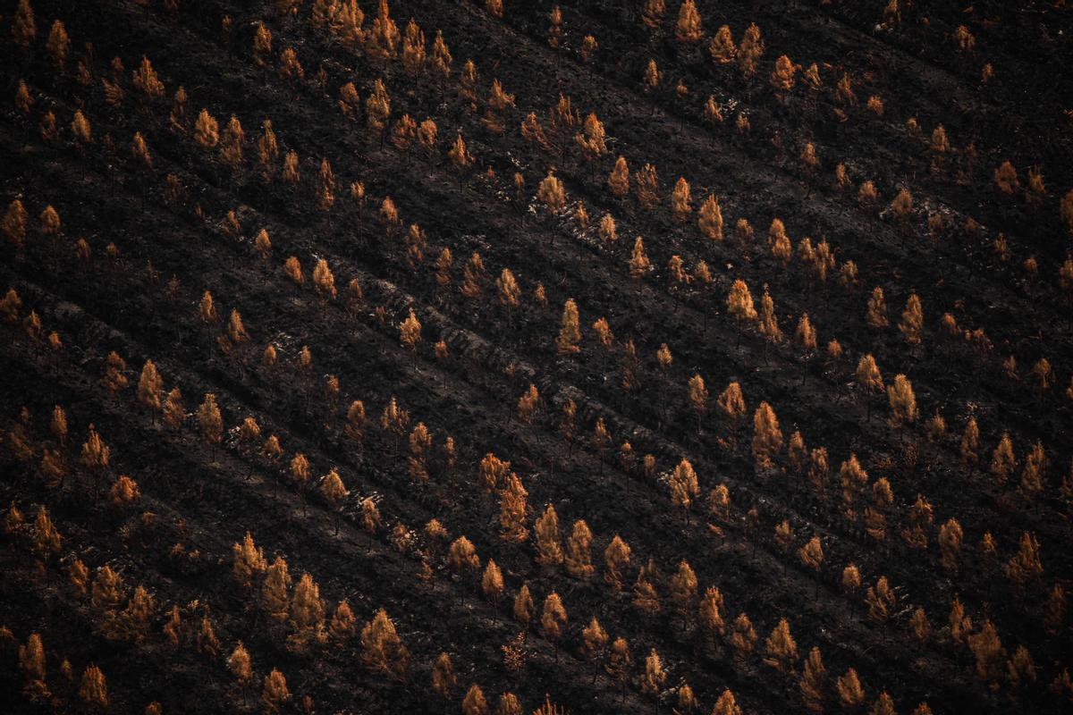 Vista aérea tomada el 29 de julio del 2022. Árboles quemados tras virulentos incendios cerca de Landiras, al suroeste de Francia.