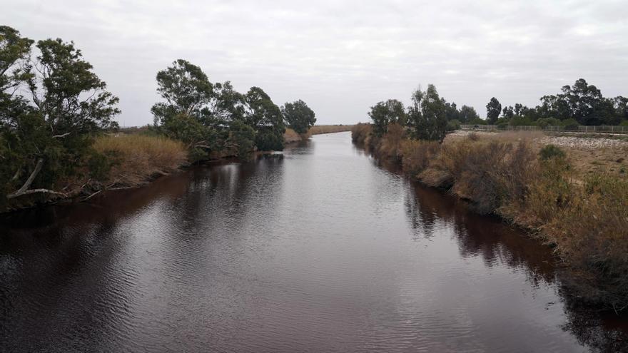 Decenas de peces quedan atrapados en la desembocadura del río Guadalhorce en Málaga