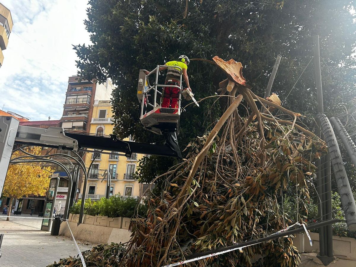 Operarios trabajan este jueves para sanear el ficus tras la caída de varias ramas.