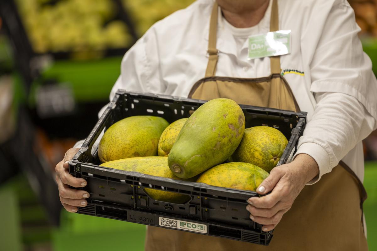 HiperDino apuesta por papaya canaria 1.000 toneladas en 2025