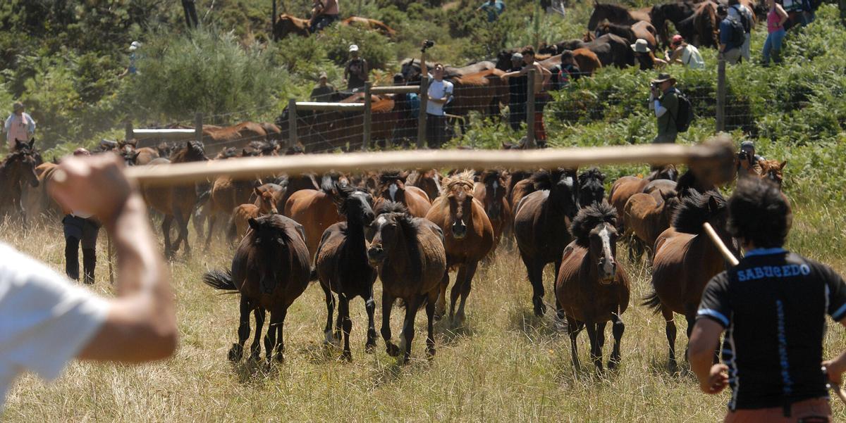 Rapa das Bestas de Sabucedo, A Estrada, 2026.