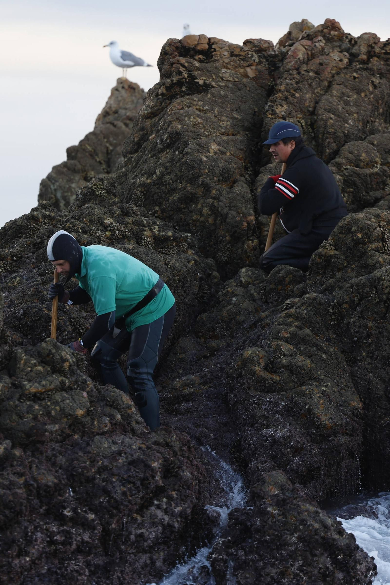 EN IMÁGENES: Así es la dura jornada de los perceberos del cabo Peñas: un oficio de alto riesgo a merced de las olas
