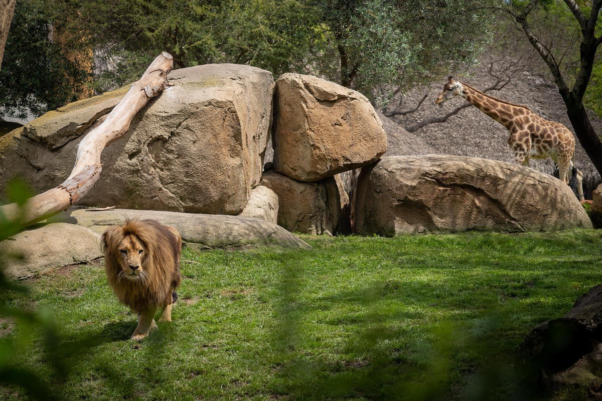 BIOPARC València tiene un fuerte compromiso con la conservación de la biodiversidad.  ED