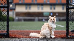 En 2018 el gato comenzó a hacerse popular debido a que muchas personas que se topaban con él.