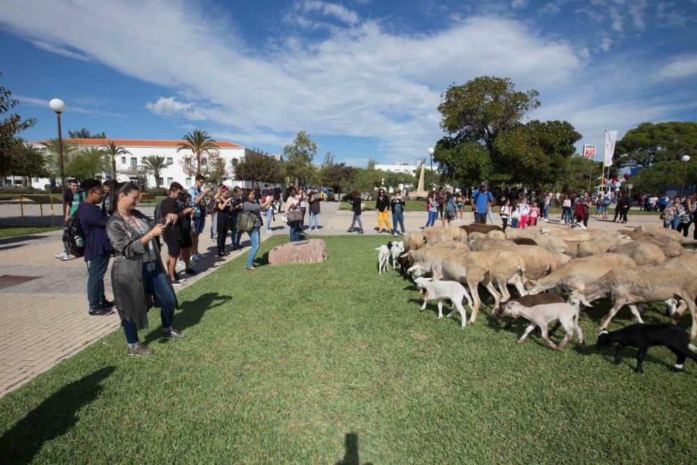 Ovejas por la Universidad