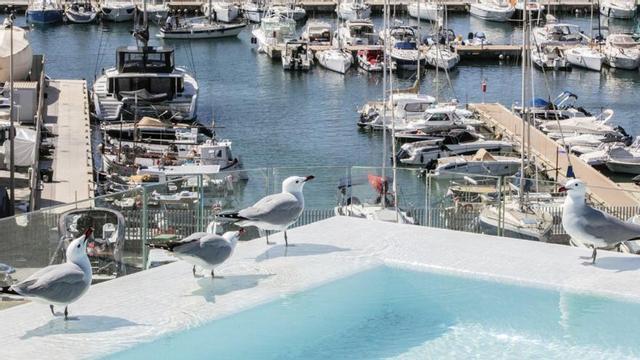 Tres gaviotas en el borde de una piscina de Eivissa.