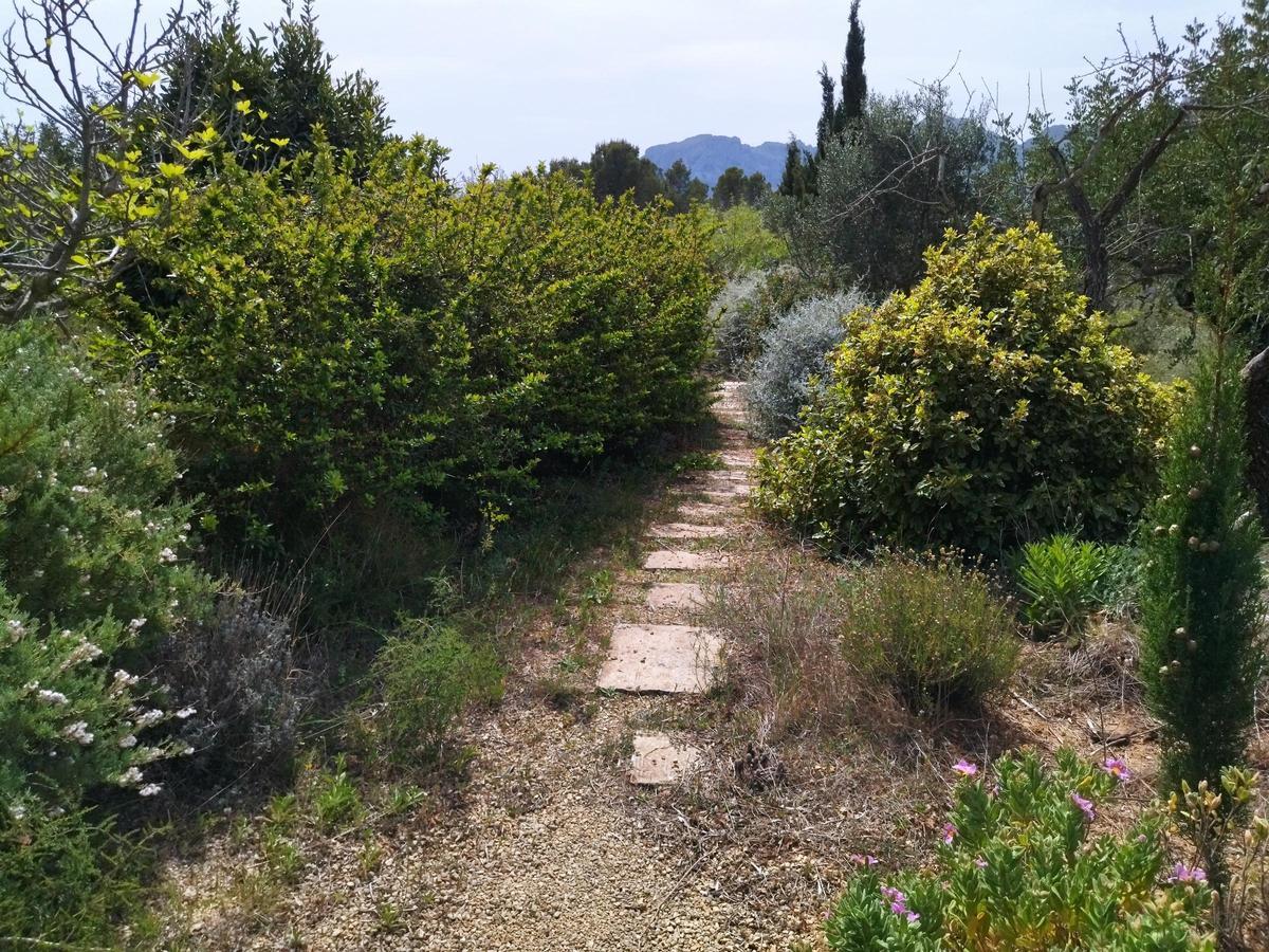 ¿Qué fue del jardín de los lirios de Bèrnia, en Benissa, el más grande de España?
