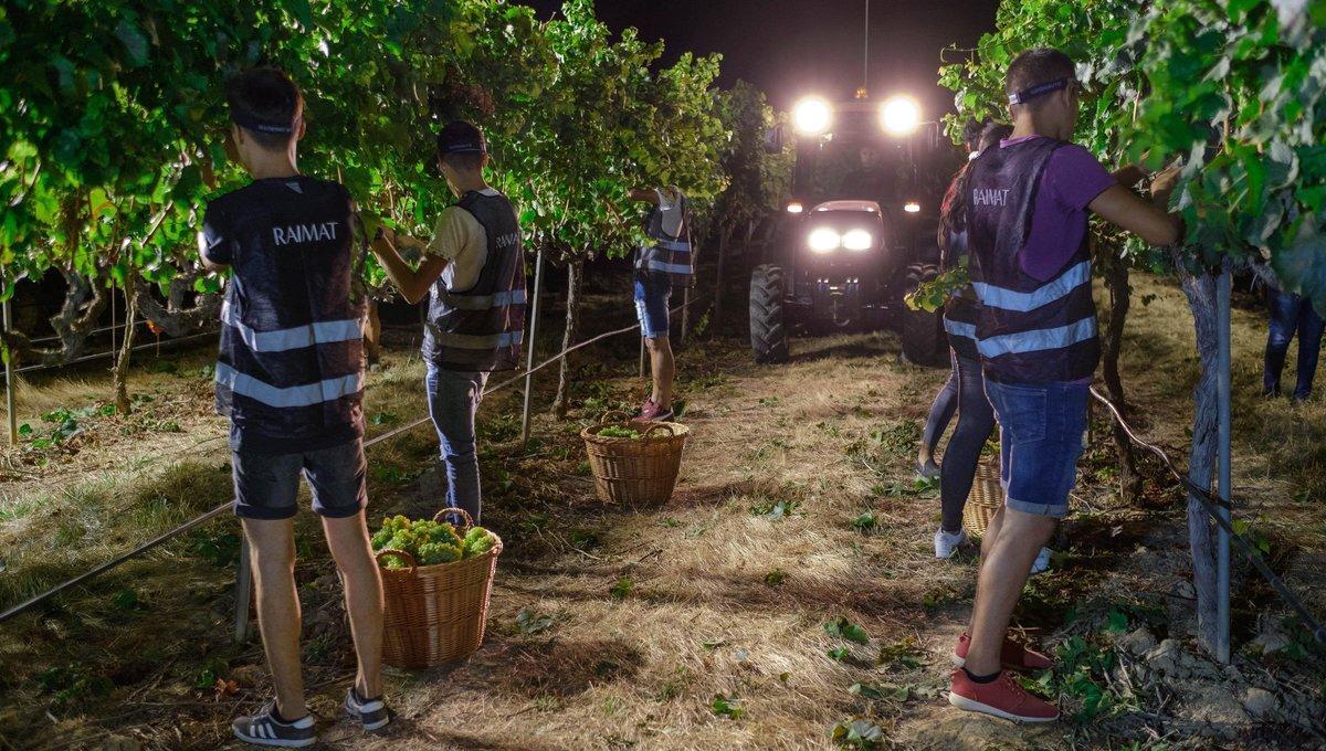 GRAFCAT3000. BARCELONA, 08/08/2019.- Vendimiadores de la bodega Raimat recogen la uva, la noche de este jueves, en el comienzo de la campaña de la vendimia 2019. Esta recolección nocturna se hace ademas por una sola cara de la cepa para conserguir vinos más intensos y equilibrados. EFE/ Bodega Raimat -SÓLO USO EDITORIAL/NO VENTAS/NO ARCHIVO-