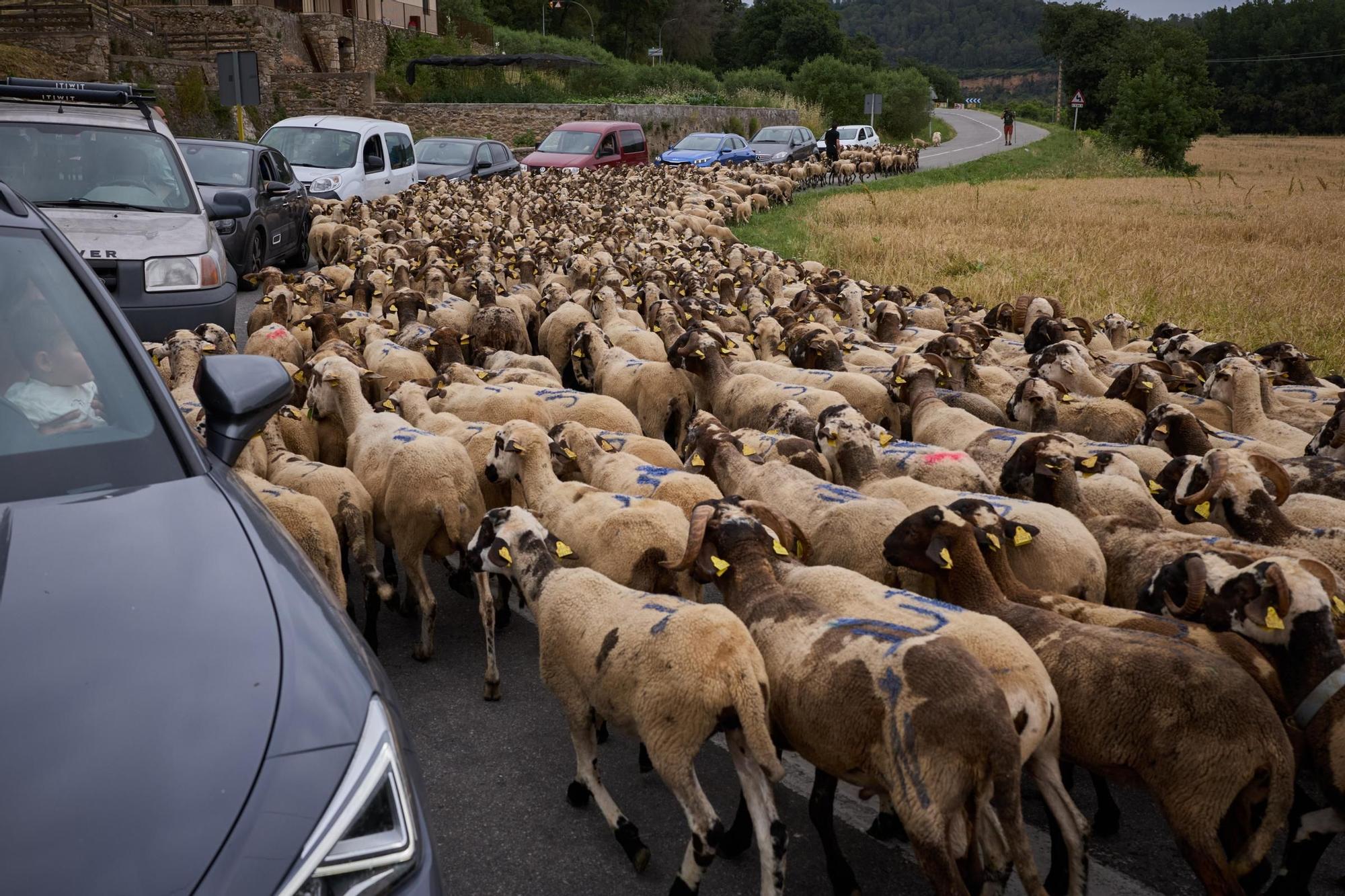 Les fotos de la transhumància del ramat d'ovelles d'Arnau Rubio a Crespià