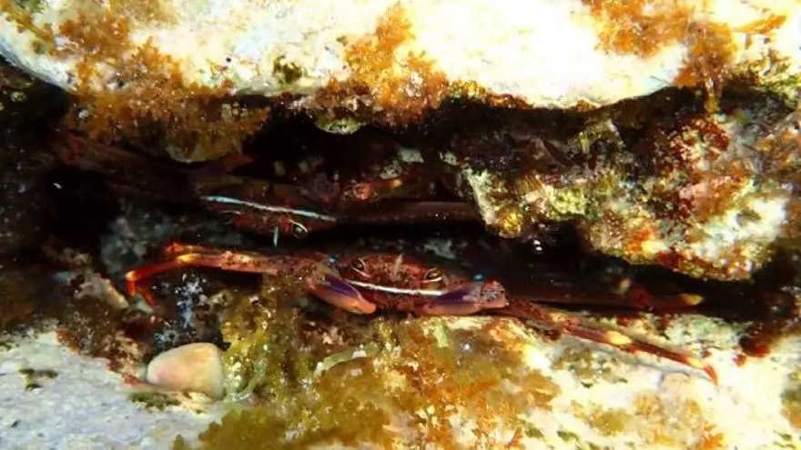 VIDEO | El cangrejo araña, la nueva amenaza para la posidonia de las aguas de Mallorca