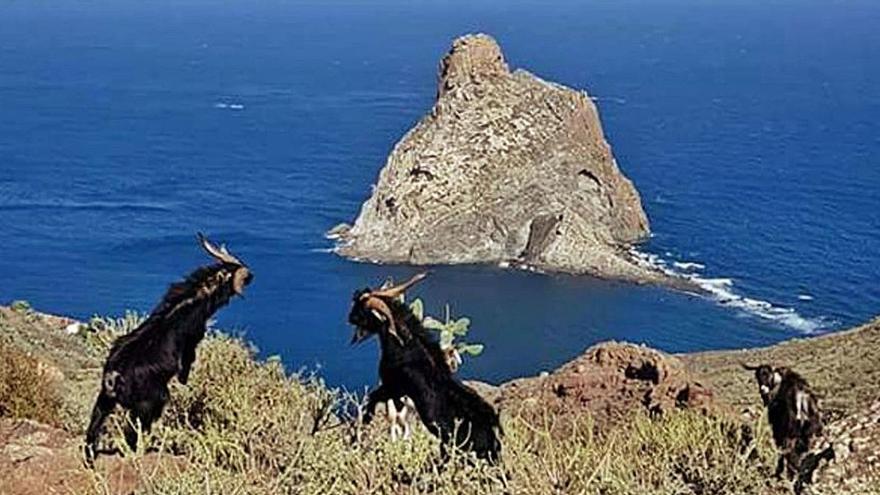 Un grupos de cabras asilvestradas en el Macizo de Anaga.