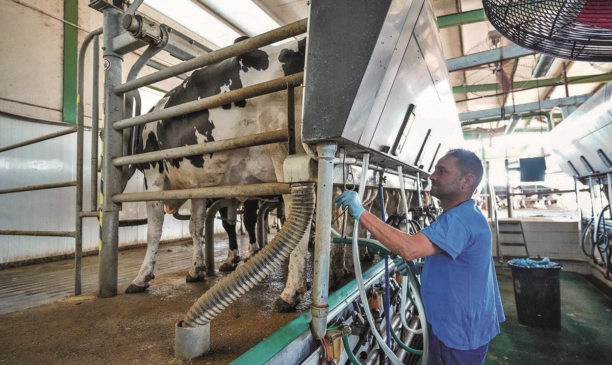Explotación de vacuno de leche situada en la comarca de Los Pedroches.