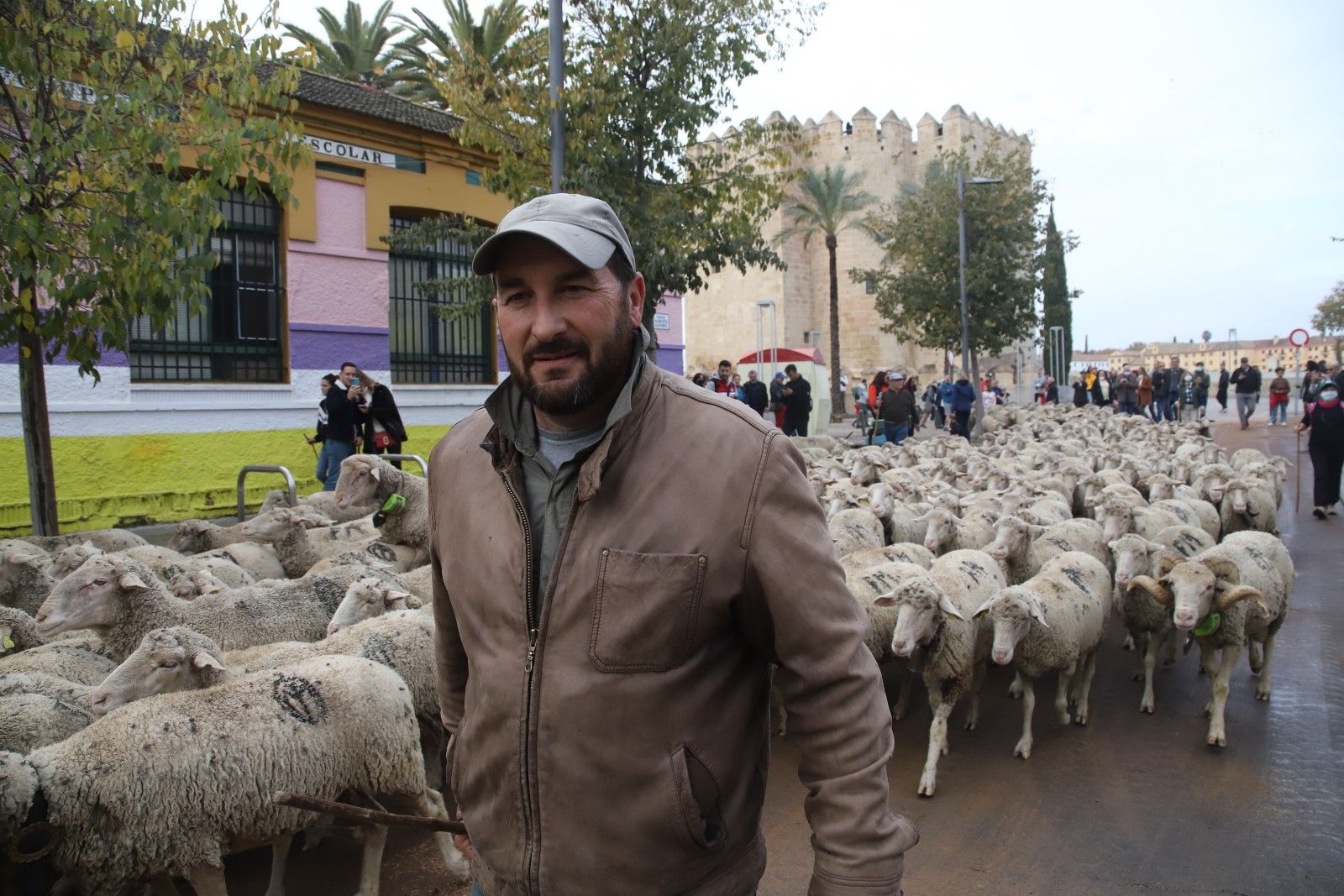 Cientos de ovejas de la ganadería Las Albaidas cruzan Córdoba