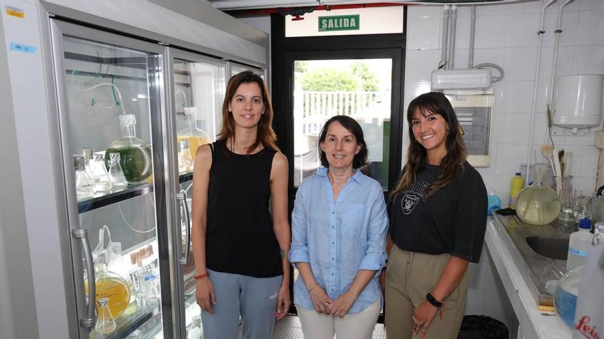 Galicia explora el uso de algas en hamburguesas, quesos y envases sin plásticos que conserven mejor los alimentos