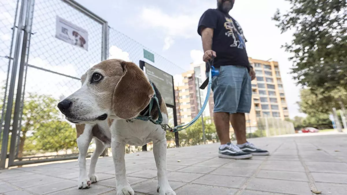 Ni veterinario ni vacunas gratis: un economista dice la verdad a los dueños de una mascota
