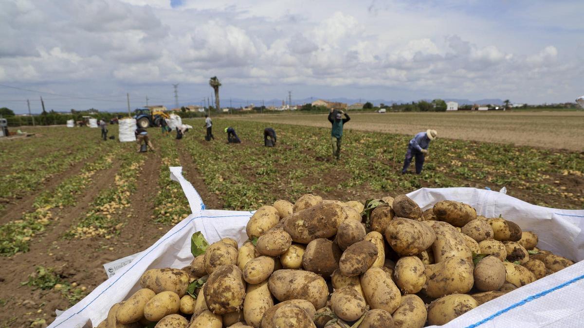 Recogida de patatas en un campo de l'horta Nord, en una imagen de la campaña de 2025.