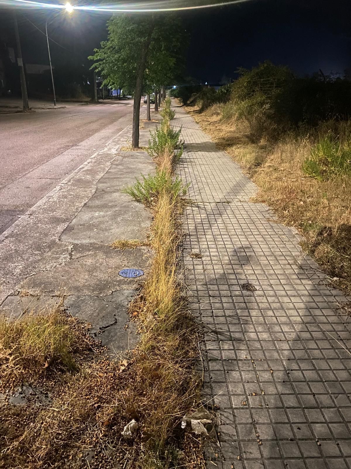 Las imágenes del desbroce exprés en Las capellanías