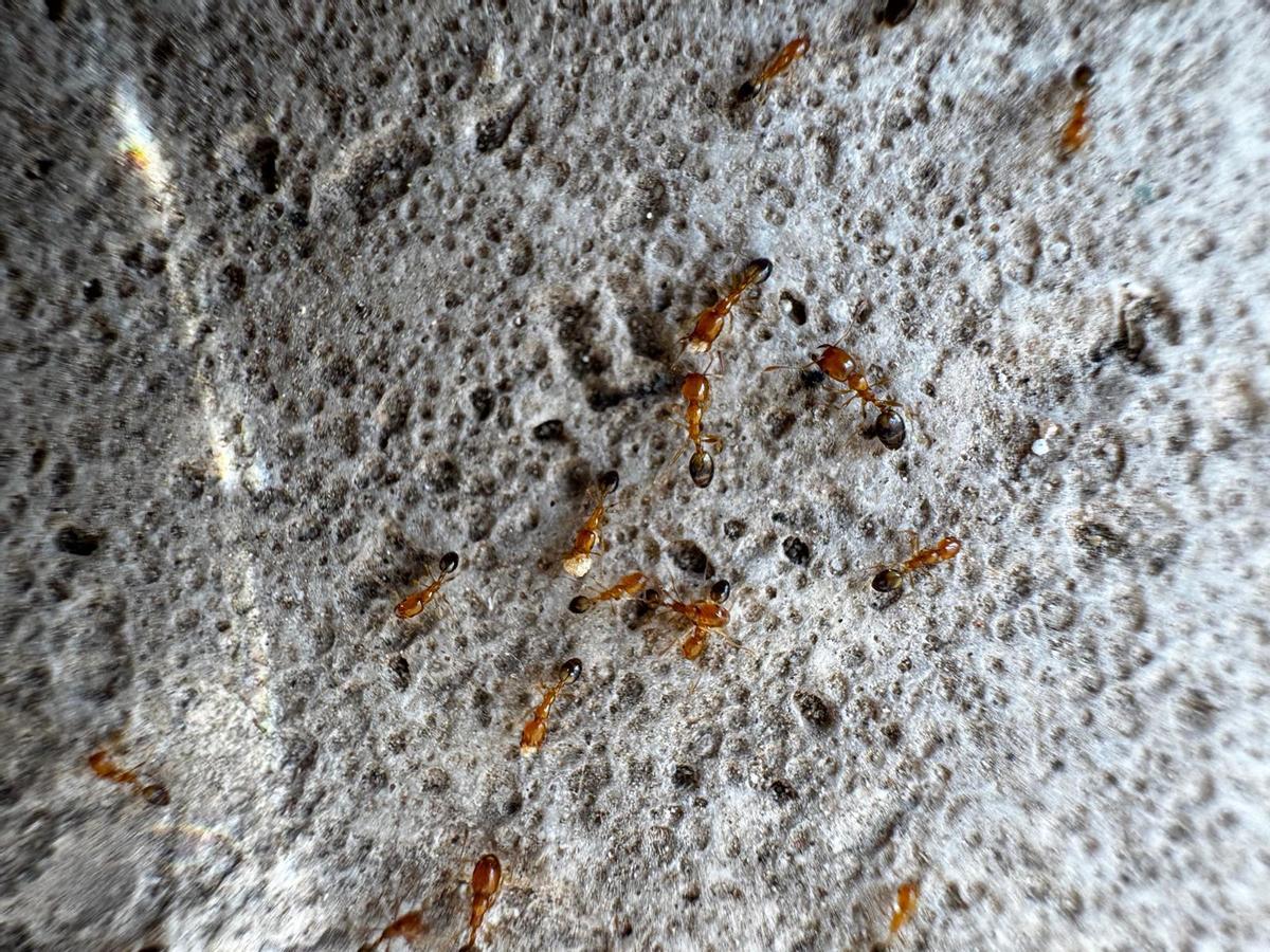 Hormigas de Singapur localizadas en Palma.