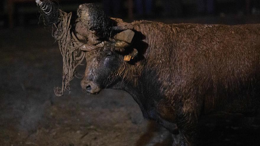 Pacma denuncia que el Toro Jubilo de Medinaceli (Soria) sufrió una &quot;agonía de más de dos horas&quot;