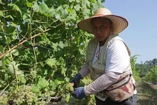 Comienza la vendimia 2026 en Bodegas Santiago Ruiz