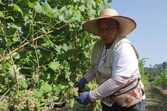Comienza la vendimia 2026 en Bodegas Santiago Ruiz