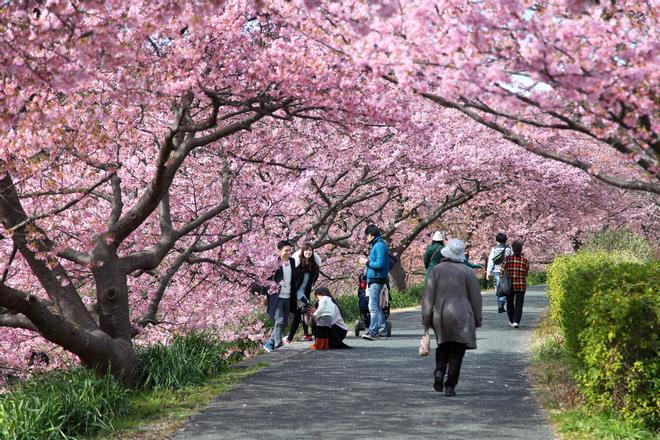 Festival de los cerezos en flor de Kawazu, Japón