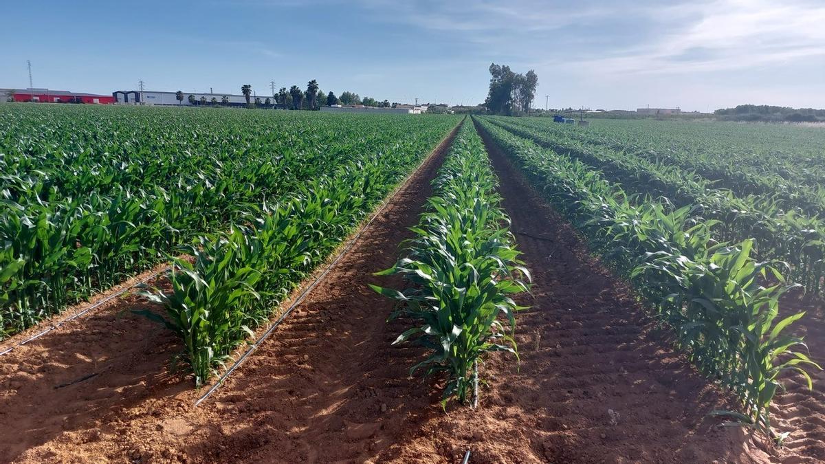 Campos de maíz de uno de los proveedores de PepsiCo en Extremadura.