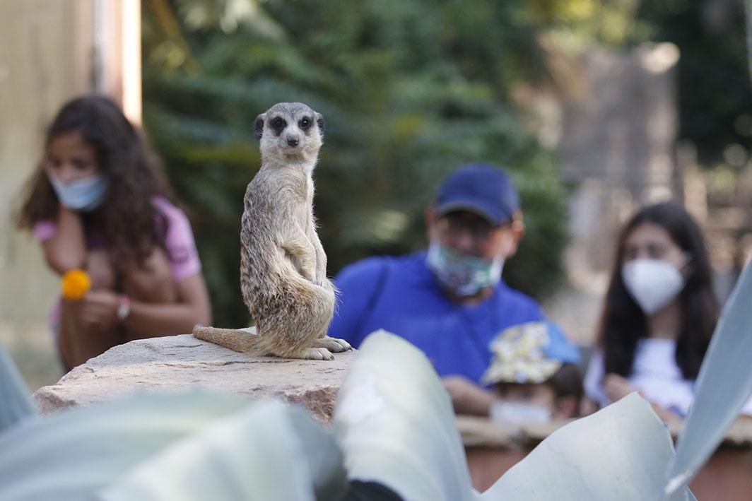 Reapertura del Zoológico tras el estado de alarma