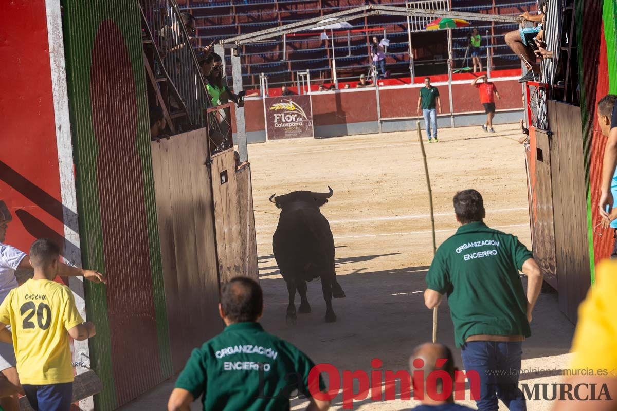 Quinto encierro de la Feria del Arroz de Calasparra