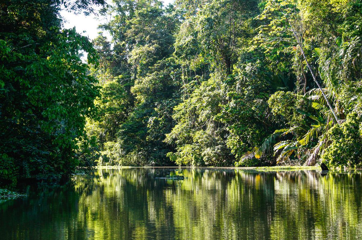 Los canales de Tortuguero