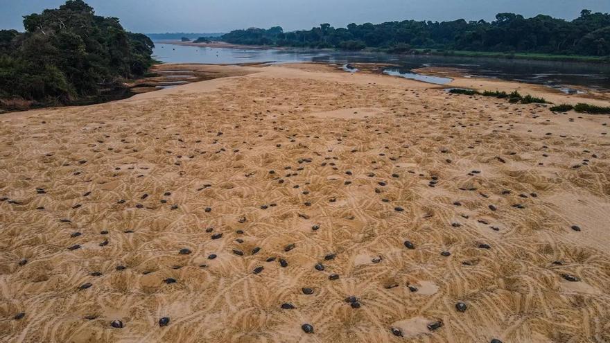 Tortugas en las playas del río