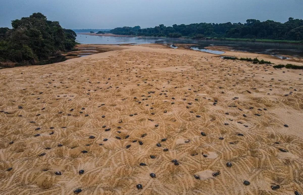 Tortugas en las playas del río