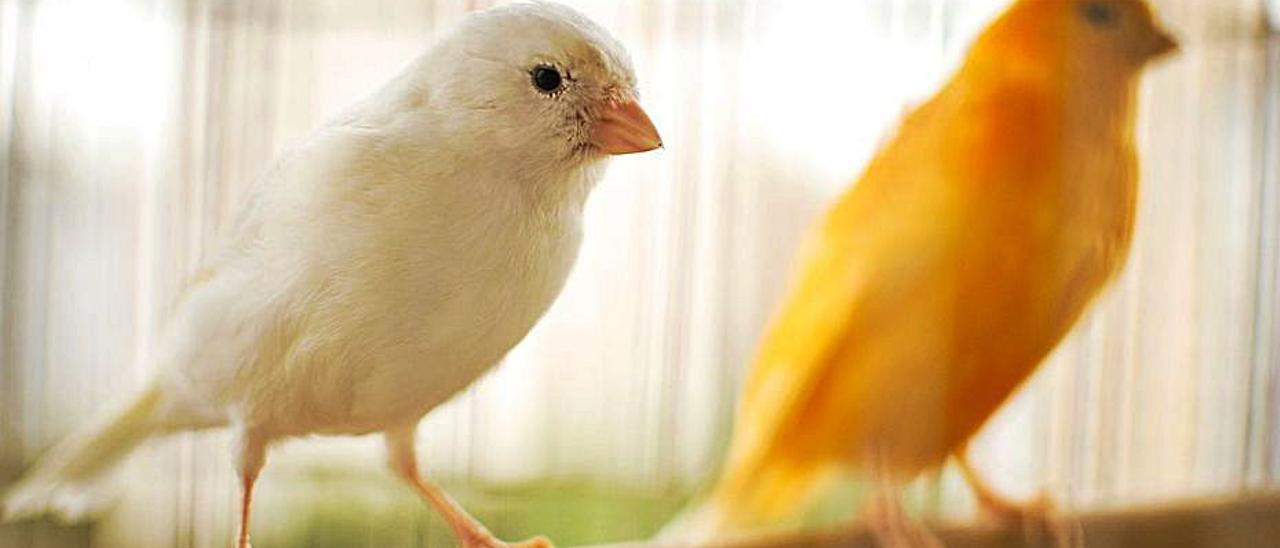 Pomadas caseras y naturales para cuidar a los canarios