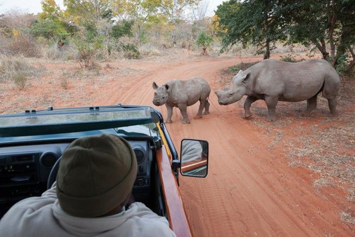 Rinocerontes negros en la reserva privada Stanley &amp; Livingstone