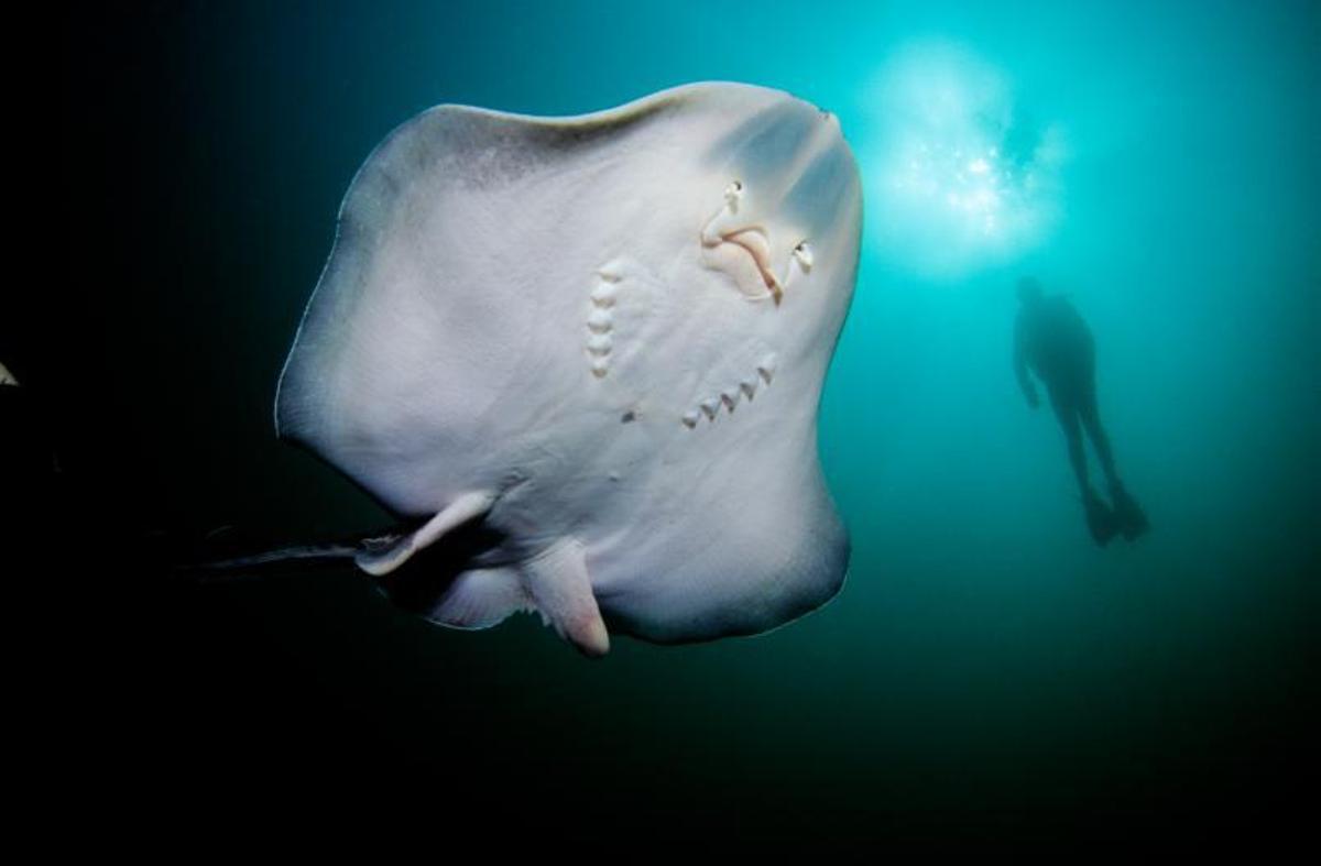 Una raya adulta  y un alevín de esta especie en las rías de Vigo y Arousa.  | // ©JJCANDAN