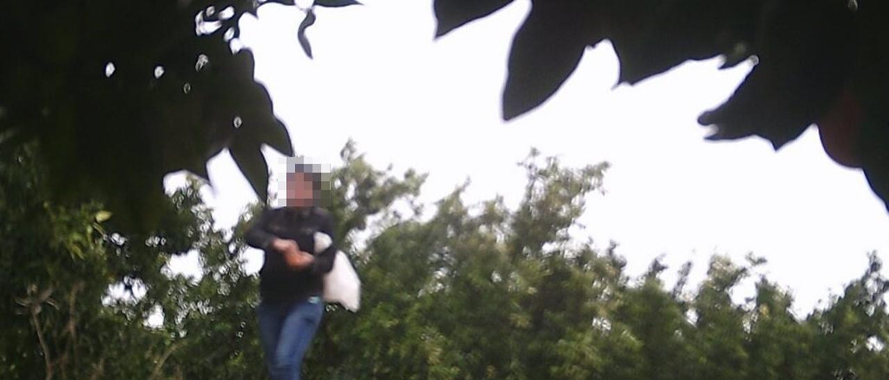 Vídeo: Pillan a una hombre robando en un huerto de Castellón