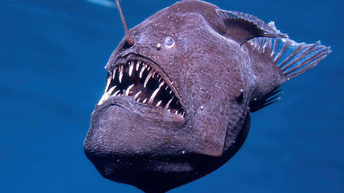 Visita guiada al almacén de la colección húmeda del Museo de Ciencias Naturales (MUNA), donde se encuentra la pez diablo