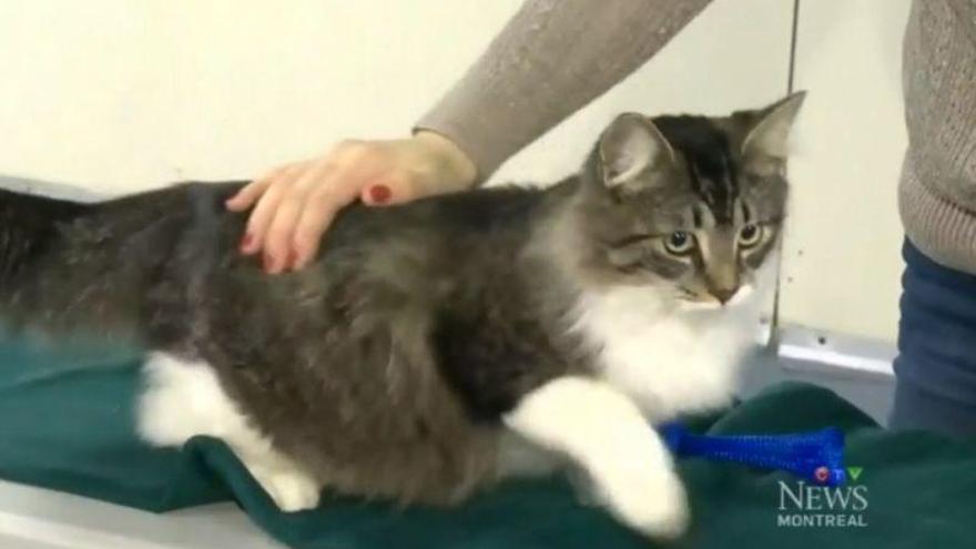 Baloo, el gato que se metió accidentalmente en un paquete y apareció a más de 1.000 kilómetros