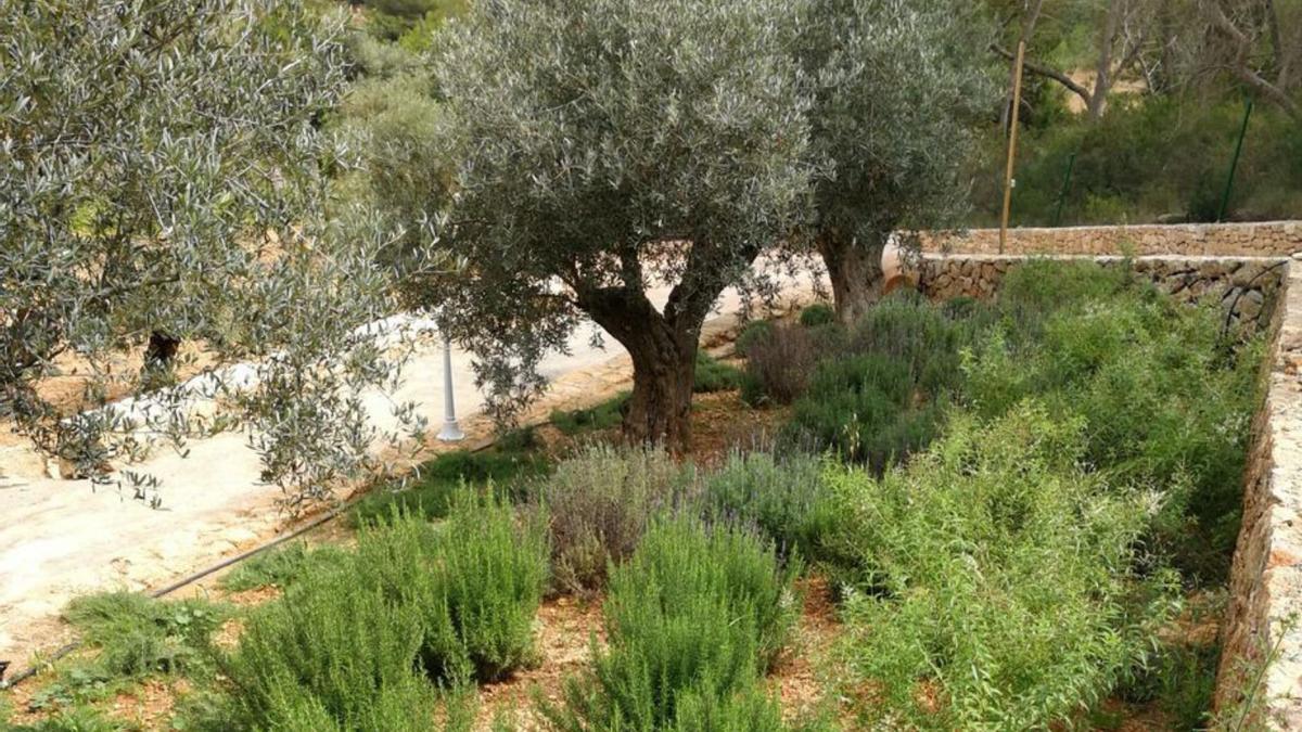 Cultivan algunas de las hierbas, pero casi todas se recogen del bosque.