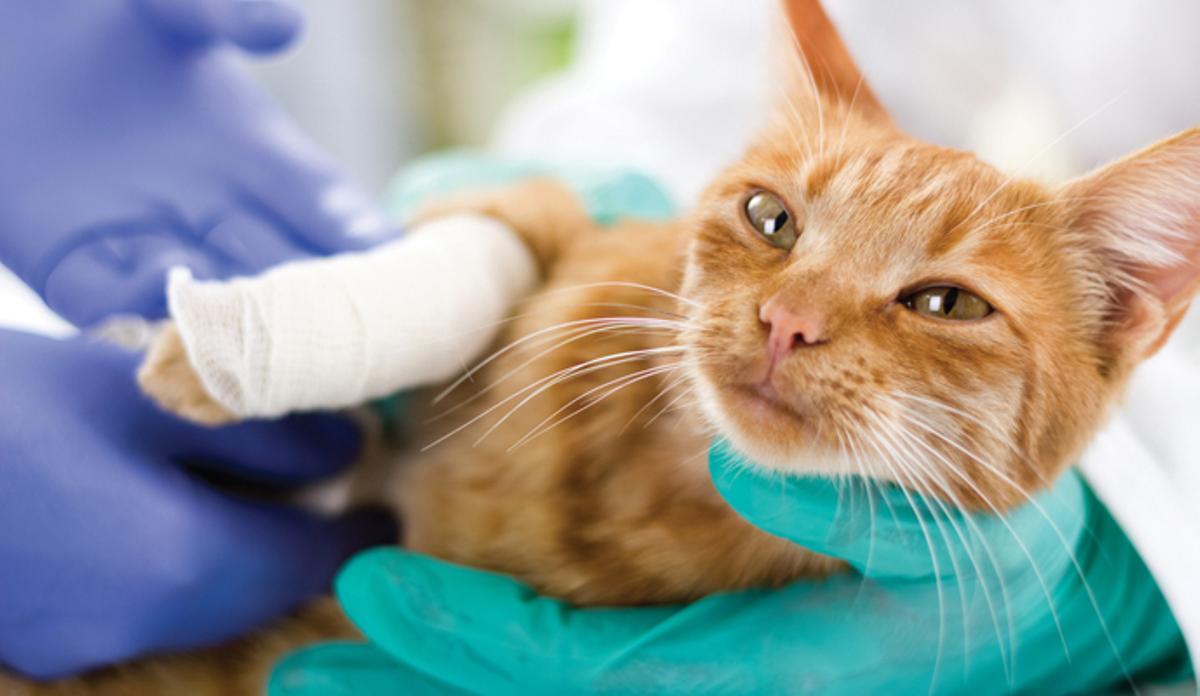 ¿Cómo auxiliar a mascotas que sufren quemaduras?