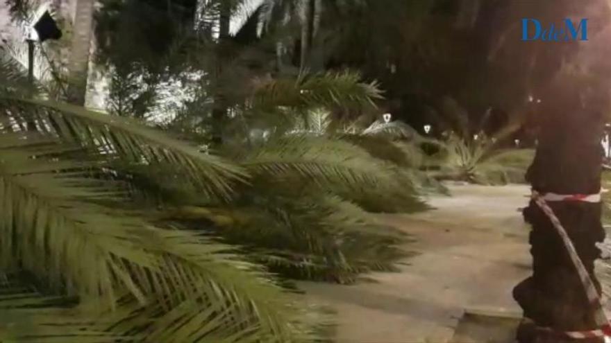 Sturm fällt Palmen am Passeig Sagrera in Palma