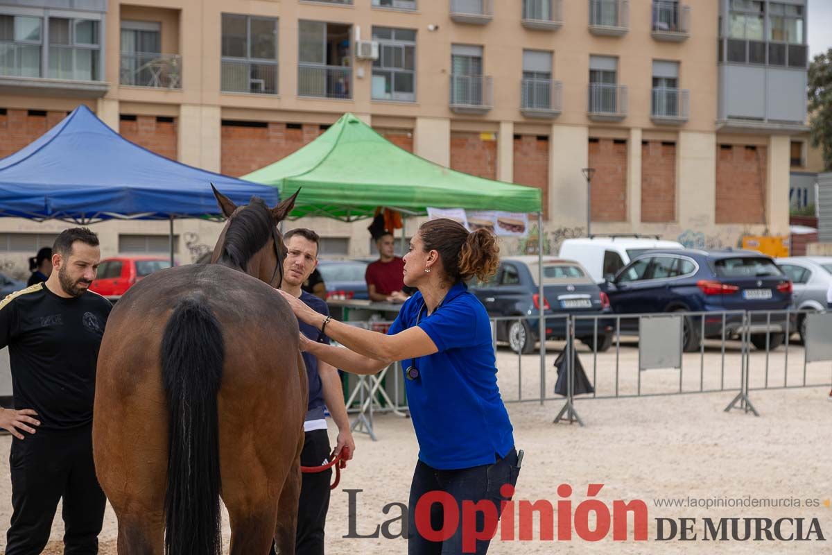 Control veterinario de los Caballos del Vino en Caravaca