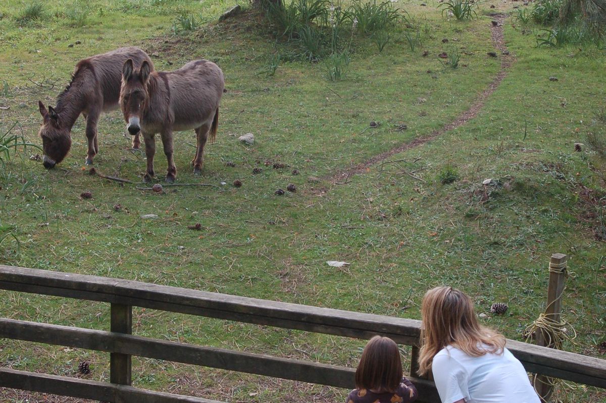 Una niña y su madre observan a dos de los animales.