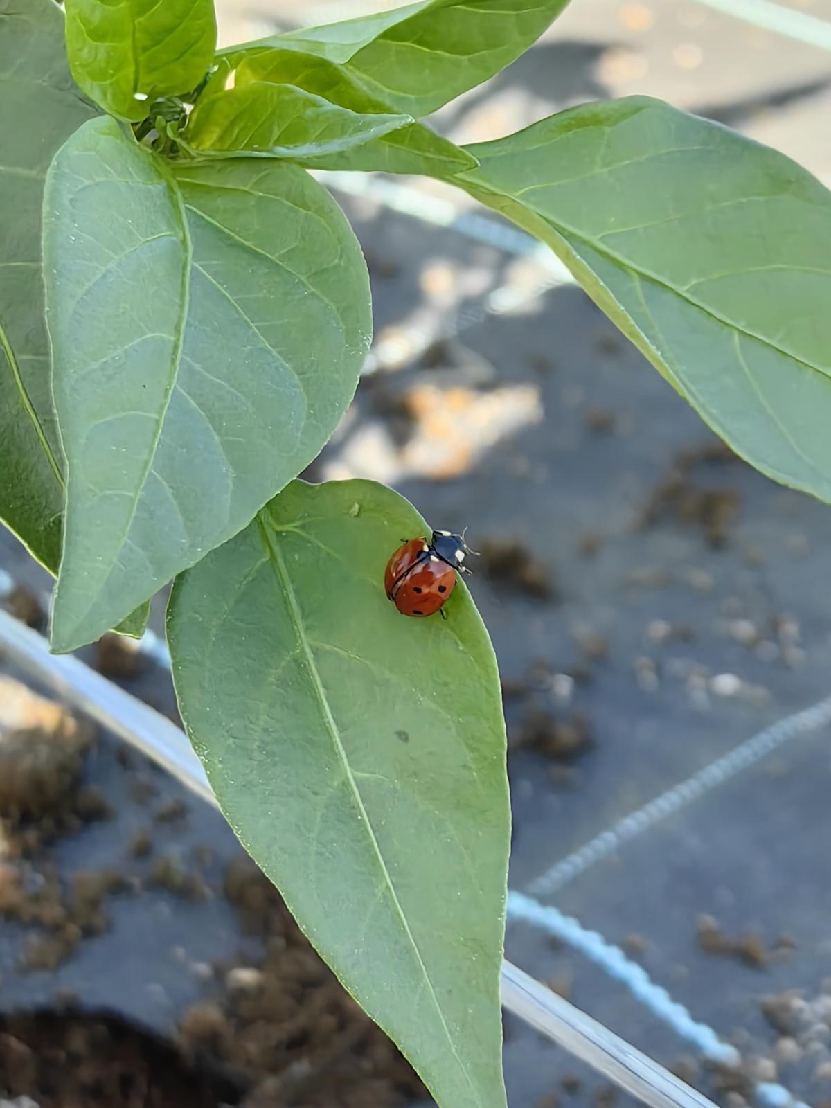 Las mariquitas juegan un papel importante.