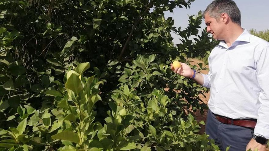 El consejero Miguel Ángel del Amor observa los frutos.