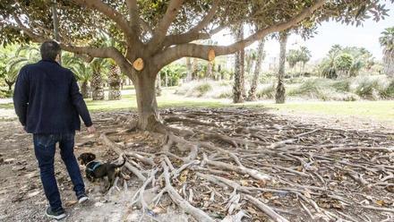 El Árbol de los recuerdos - Ibiza Fun Family